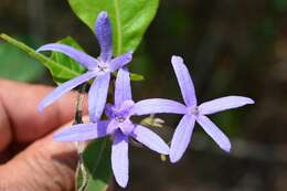 Image of petrea