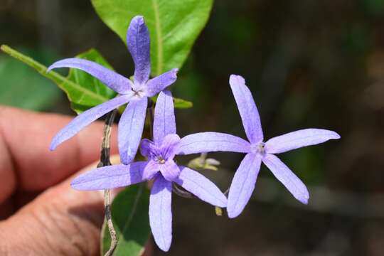 Image of petrea