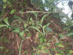 Sivun Cheirostylis tabiyahanensis (Hayata) N. Pearce & P. J. Cribb kuva