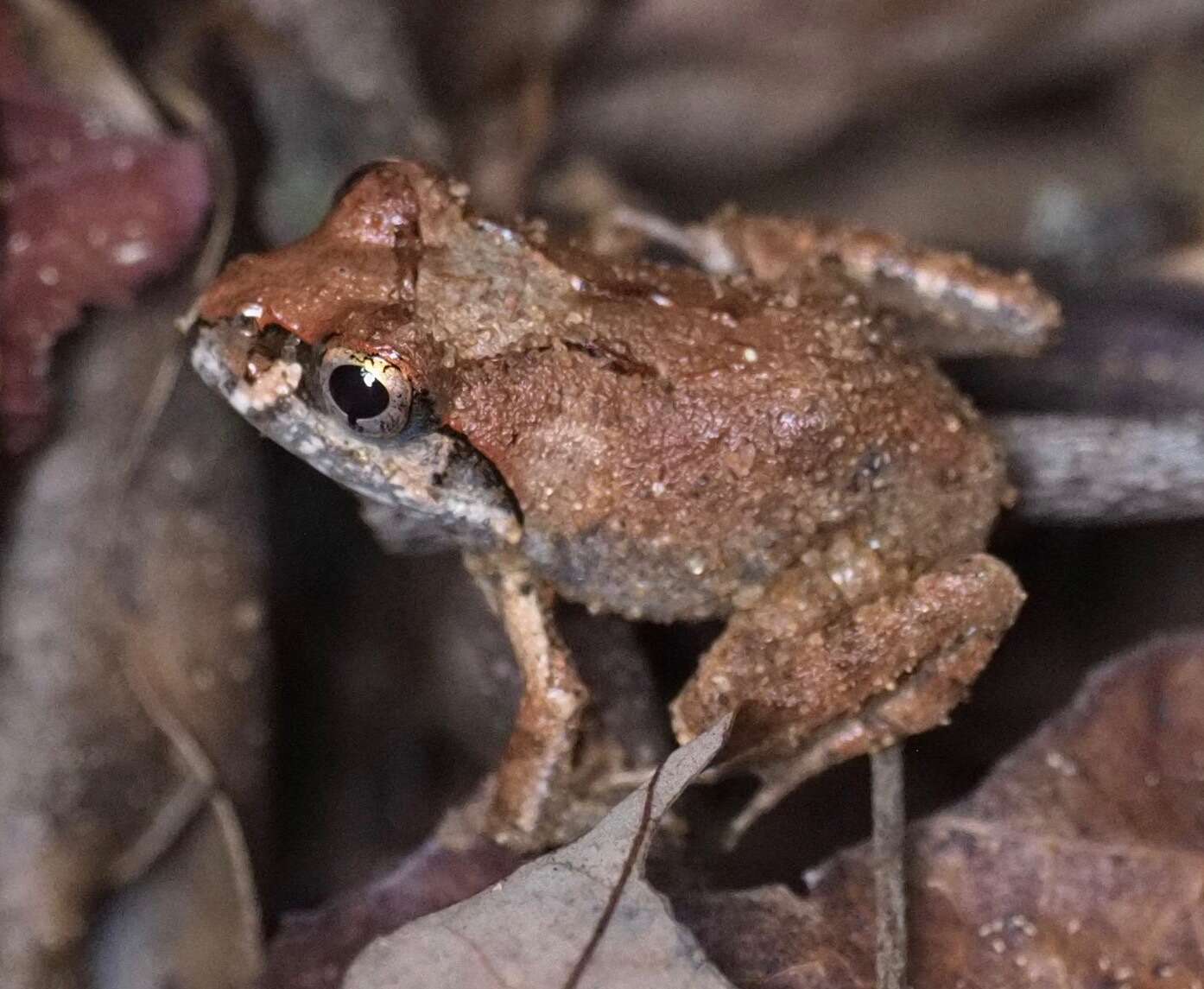 Image of Laliostoma Glaw, Vences & Böhme 1998