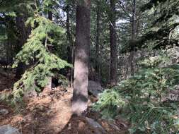 Image of corkbark fir