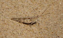 Image of Seaside Grasshopper