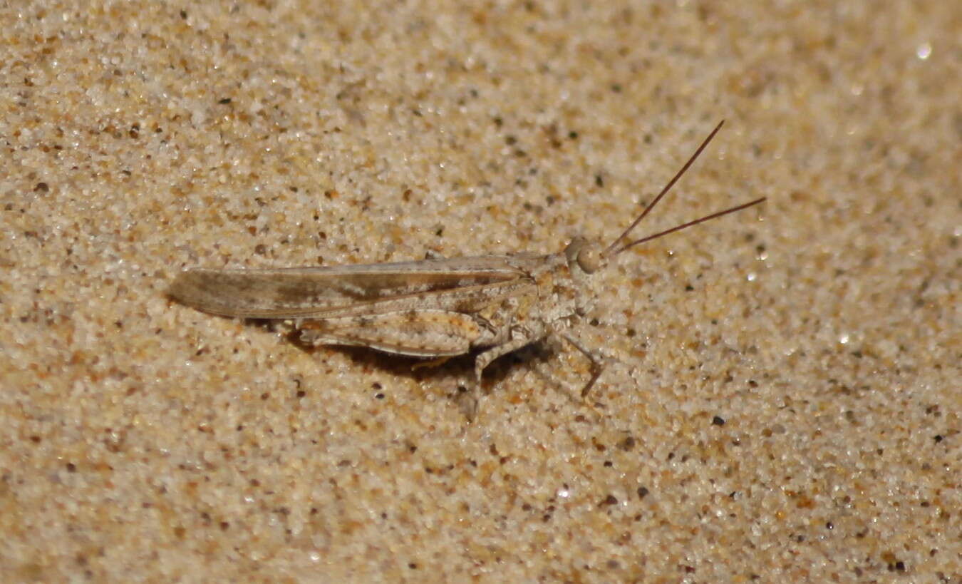 Trimerotropis maritima (Harris & T. W. 1841)的圖片