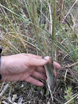 Image of Miami blue-eyed grass