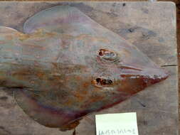 Image of Spineback guitarfish