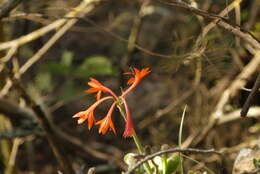 Image of Cyrtanthus angustifolius (L. fil.) Aiton