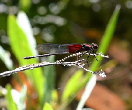 Hetaerina americana (Fabricius 1798) resmi