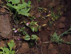 Erythranthe inconspicua (A. Gray) G. L. Nesom resmi