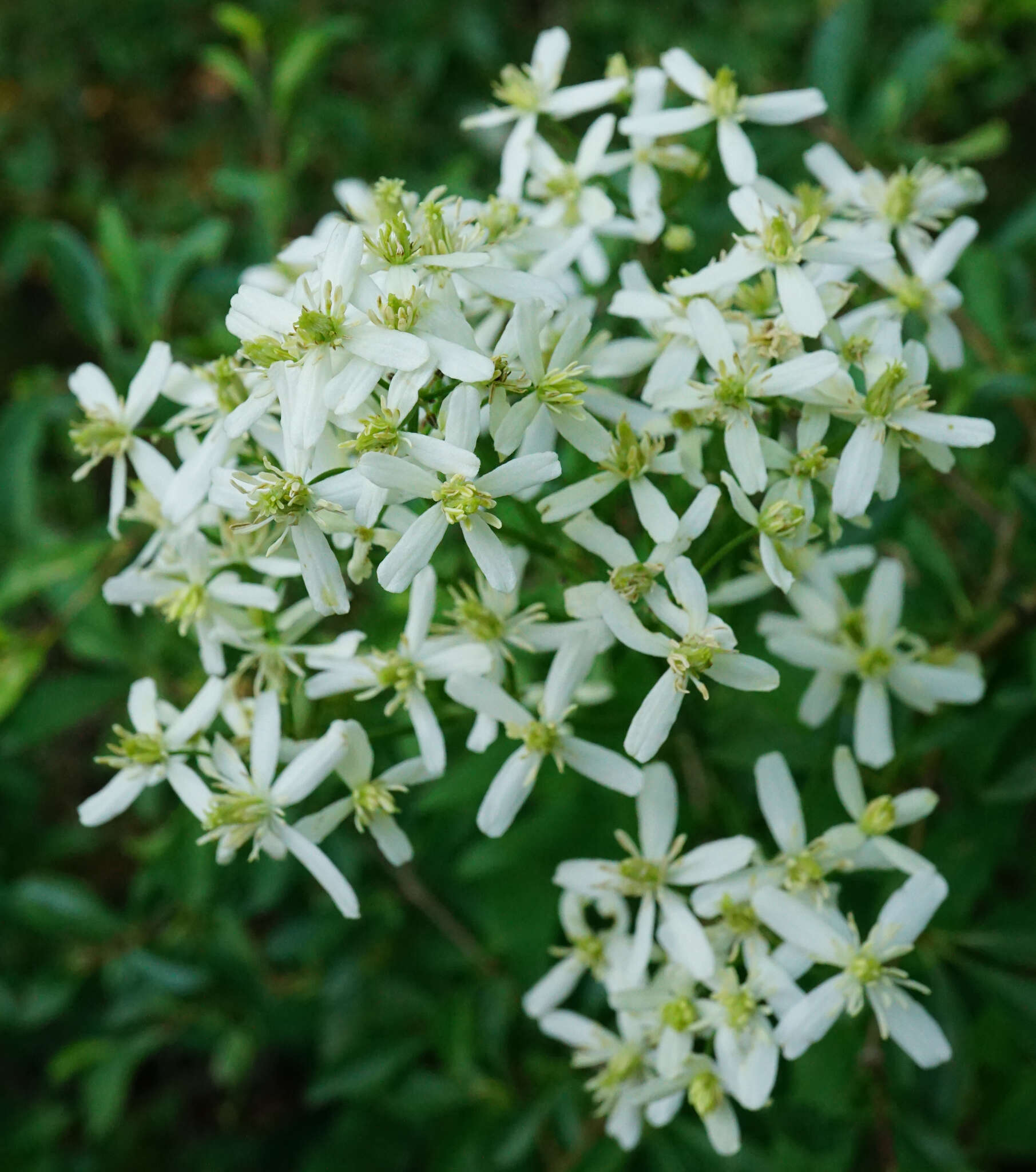 Clematis recta L. resmi