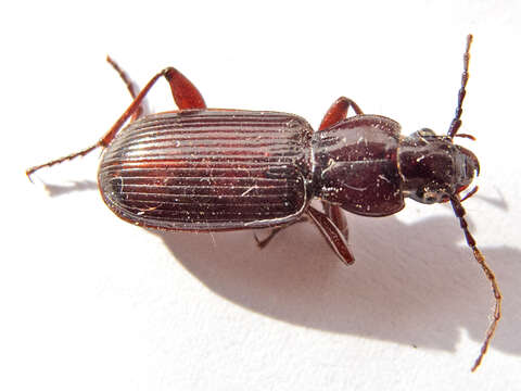 Image of Pterostichus (Adelosia) macer (Marsham 1802)