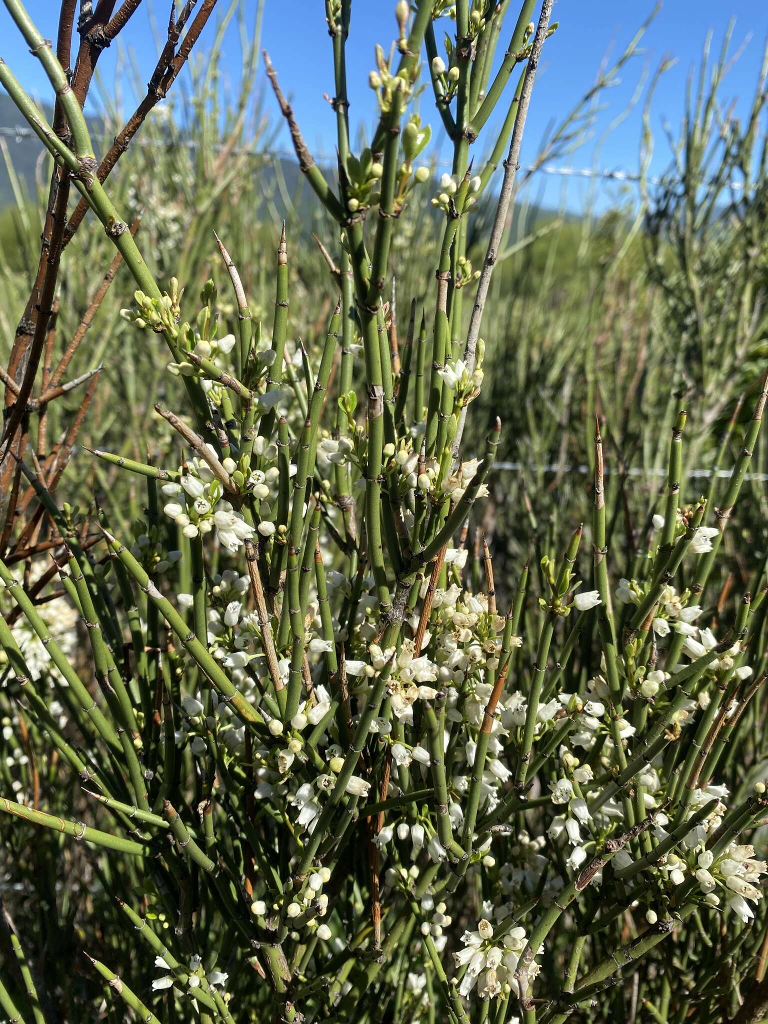 Image de Retanilla ephedra (Vent.) Brongniart