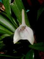 Image of Masdevallia nicaraguae Luer