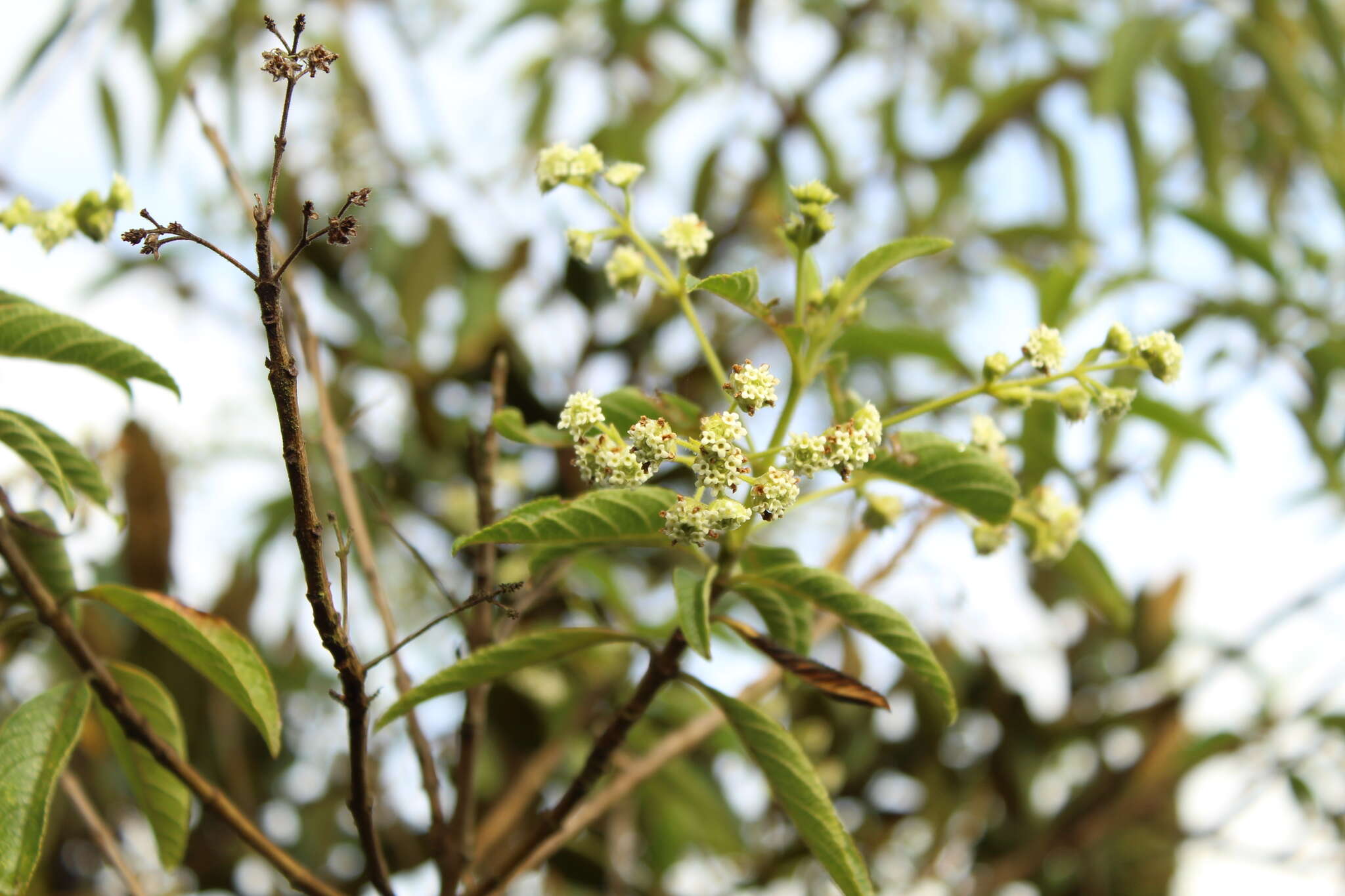 Image of Lippia hirsuta L. fil.