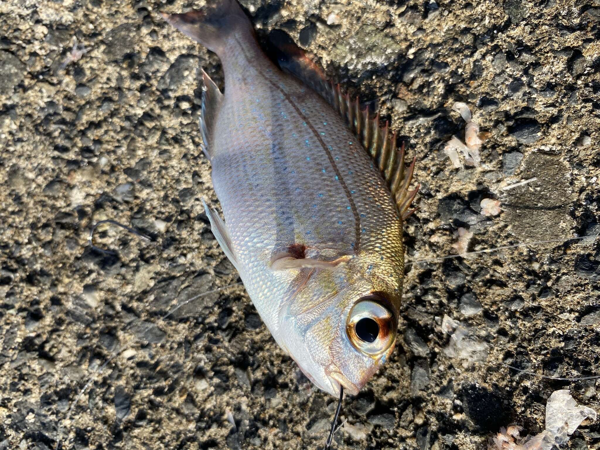 Image of Genuine Porgy