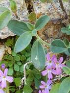 Image de Antirrhinum sempervirens Lapeyr.