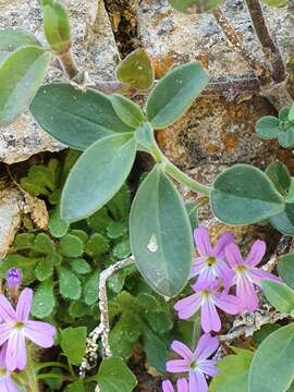 Image of Antirrhinum sempervirens Lapeyr.