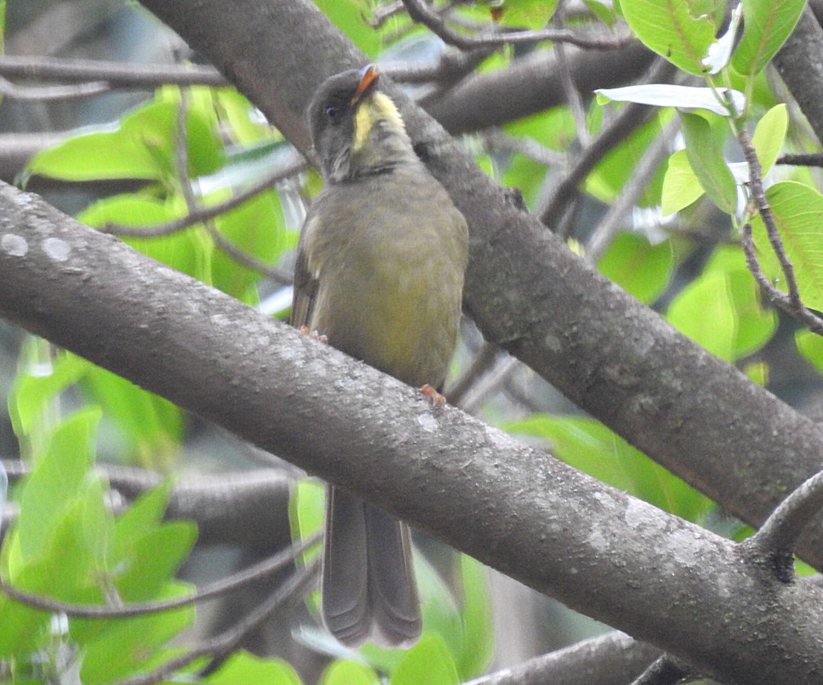 Image of Yellow-whiskered Greenbul