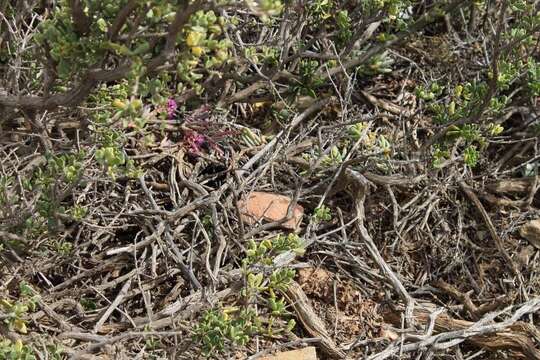 Image of African karoo rats