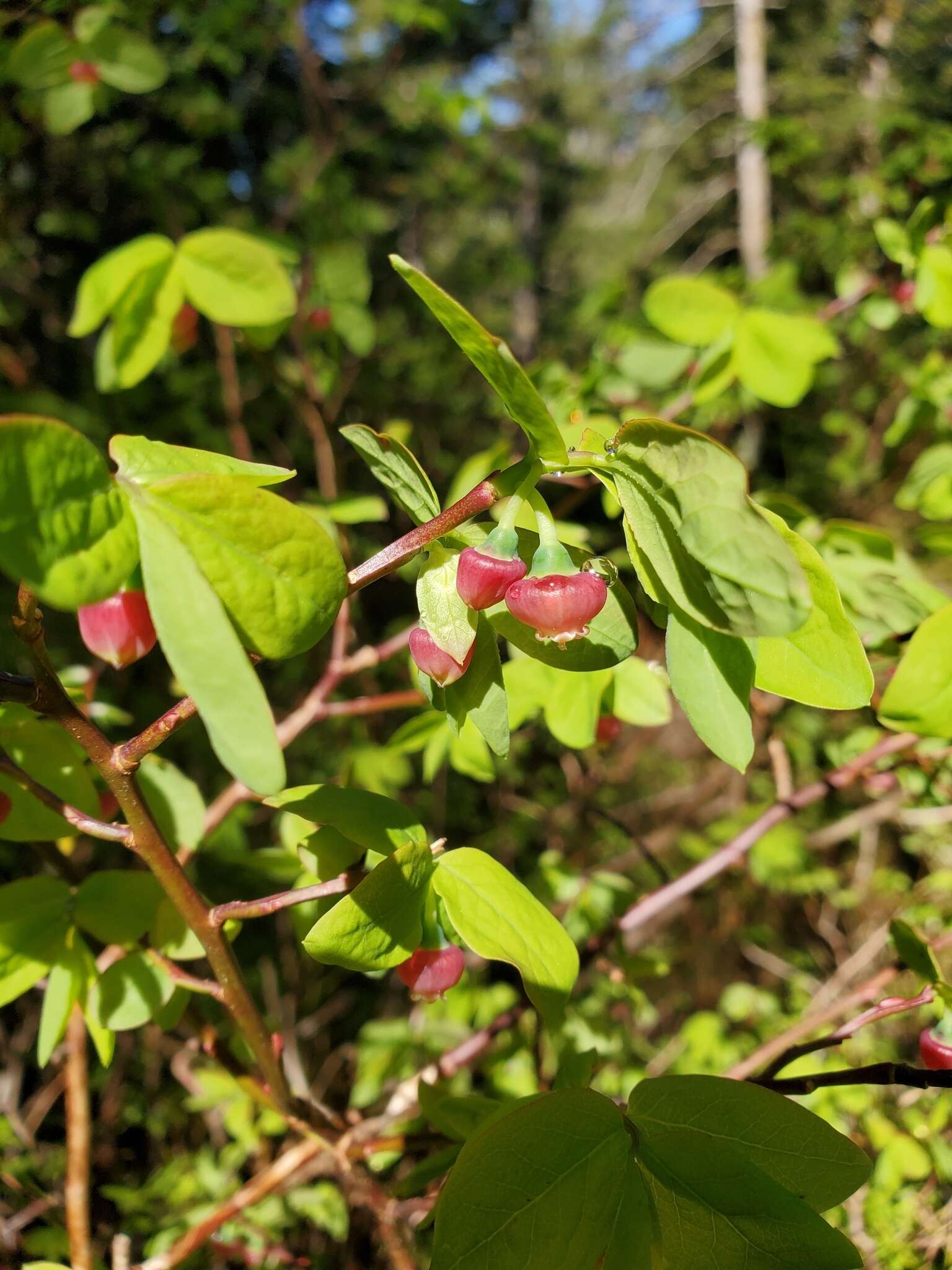 Image de Vaccinium alaskaense Howell