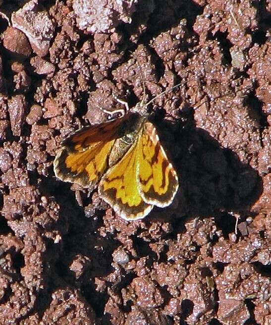 صورة Heterusia cruciata Staudinger 1894