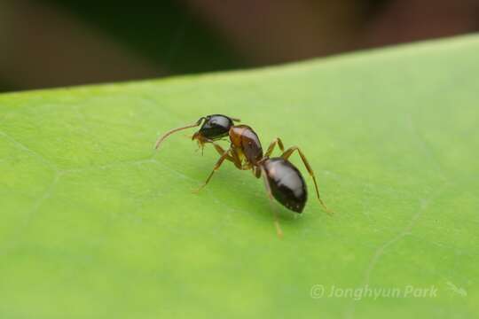 Image of Camponotus yamaokai Terayama & Satoh 1990