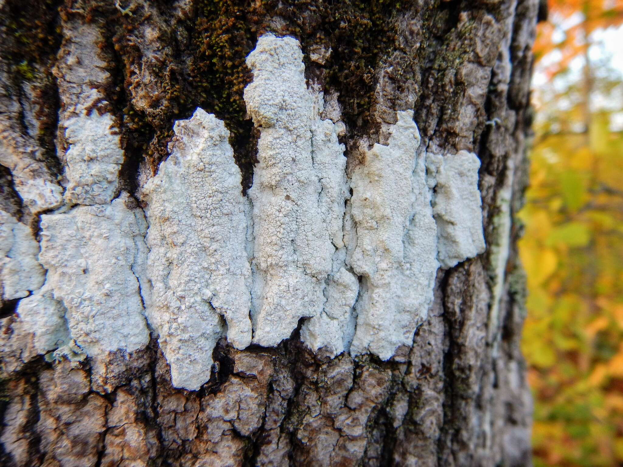 Imagem de Lecanora caesiorubella Ach.