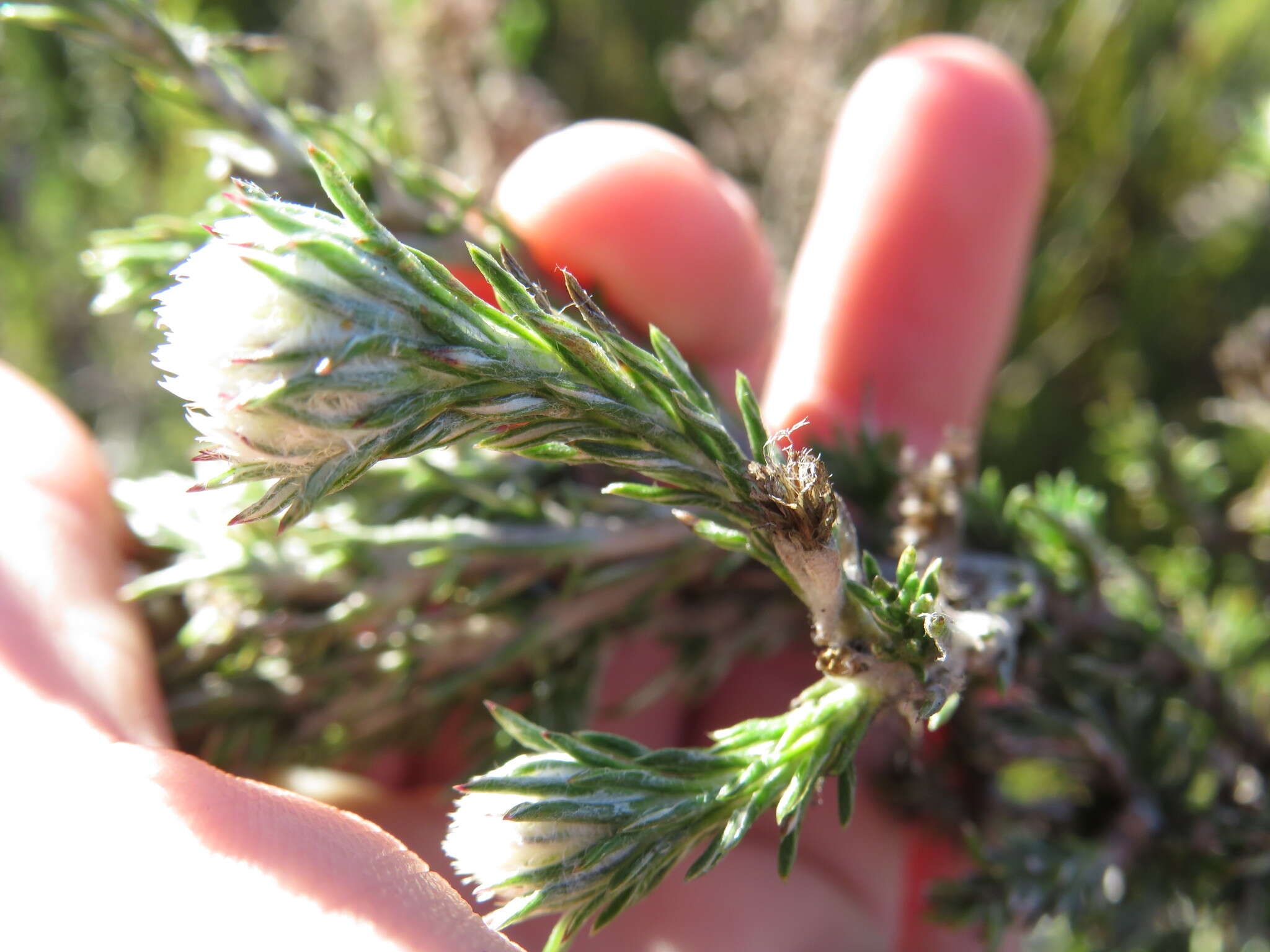 Image of Dense Blombush