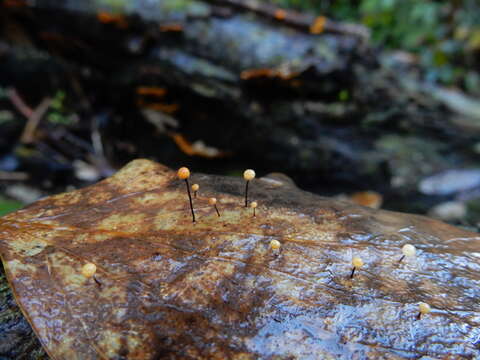 Image of Gloiocephala xanthocephala (G. Stev.) Desjardin & E. Horak 1997