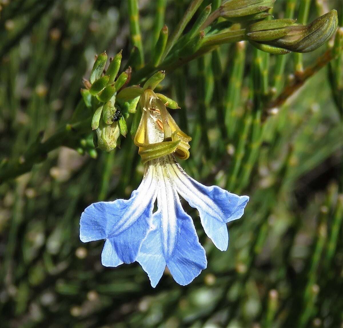 Image of Claw Leschenaultia