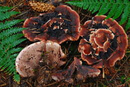 Image of Hydnellum peckii Banker 1912