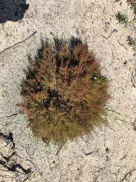 Image of Deckert's pinweed