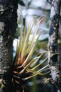 Tillandsia turneri Baker resmi