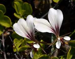 Image of Pelargonium tetragonum (L. fil.) L'Her.