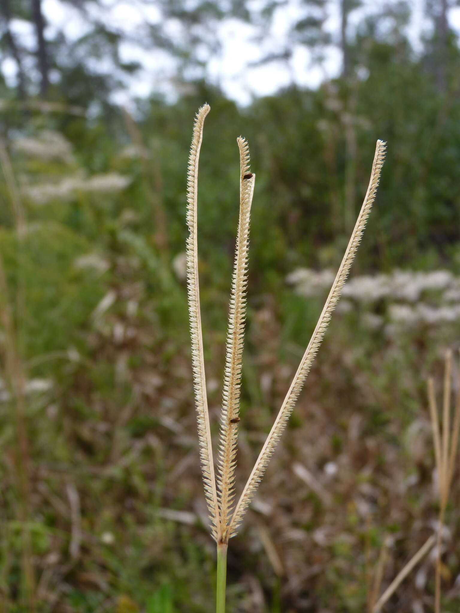 Eustachys petraea (Sw.) Desv. resmi