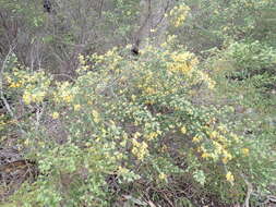 Image of Pultenaea graveolens Tate