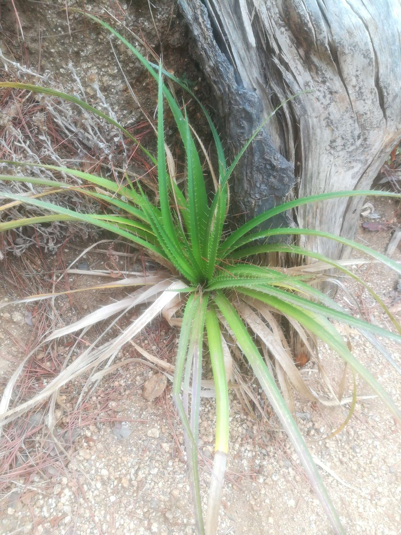 Eryngium humboldtii Delar. resmi