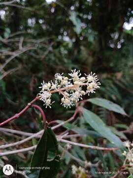 Sivun Miconia glaberrima (Schltdl.) Naud. kuva