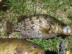 Image of Sacramento Perch