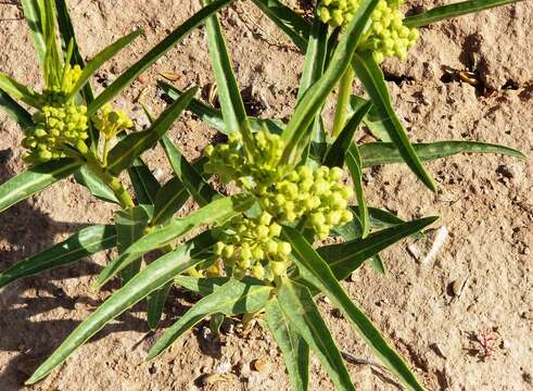 Image of Utah milkweed