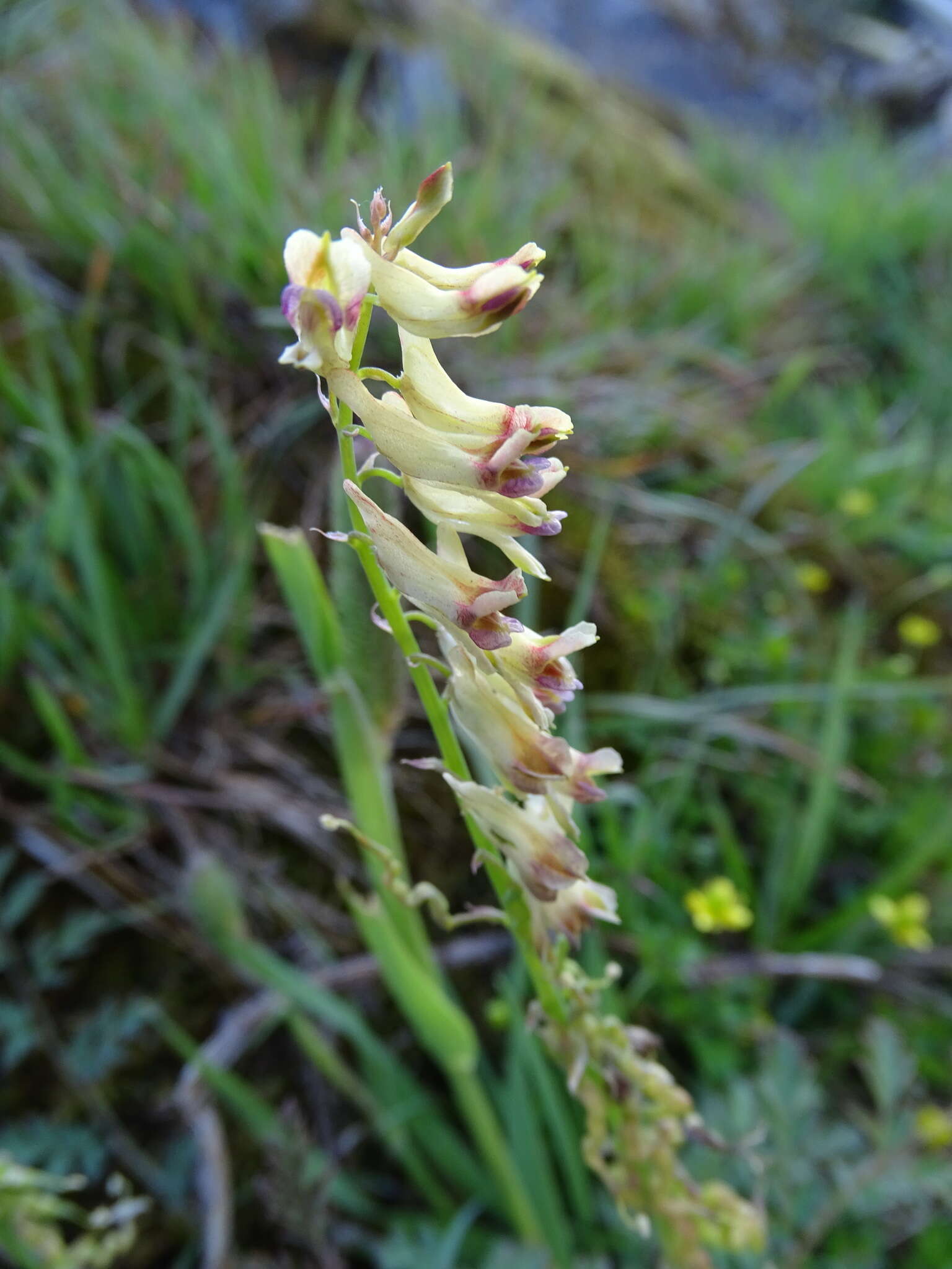 Image of Corydalis ophiocarpa Hook. fil. & Thomson