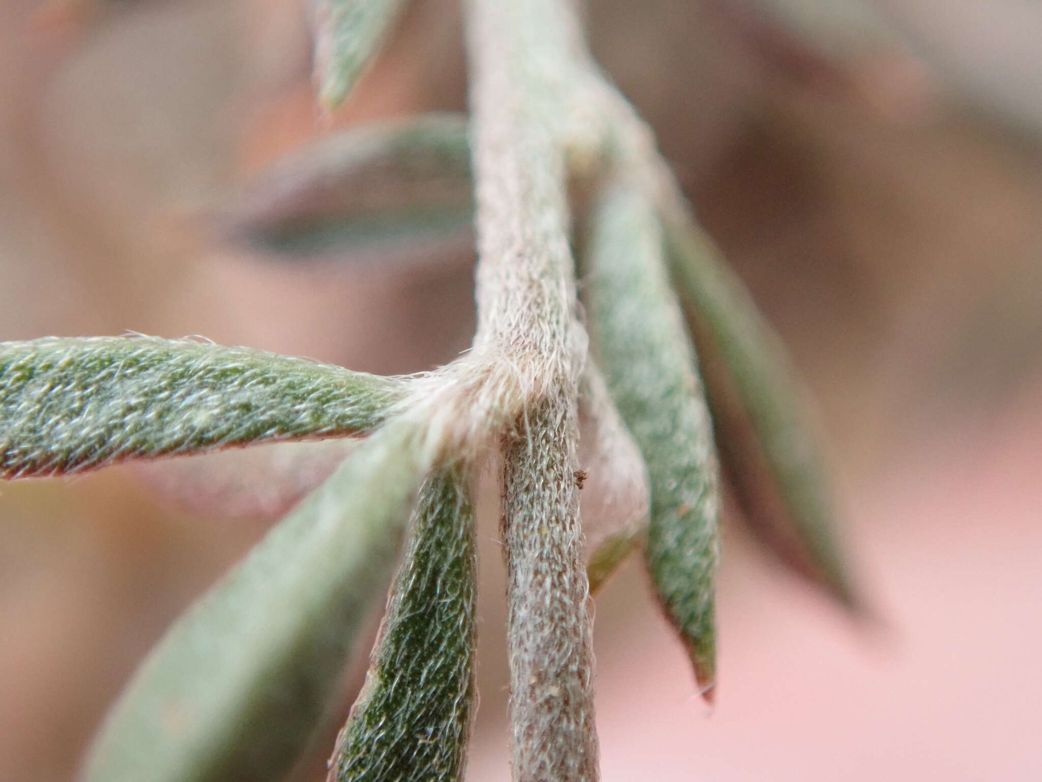 Imagem de Lotononis acuminata Eckl. & Zeyh.