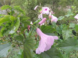 Слика од Ipomoea carnea Jacq.