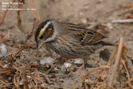 Image of Yellow-browed Bunting