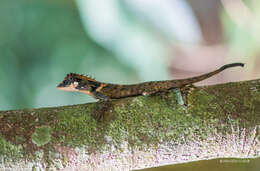 Image of Elliot's Forest Lizard