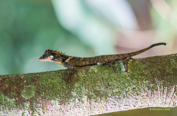 Image of Elliot's Forest Lizard