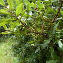 Image of Morella salicifolia (A. Rich.) B. Verdcourt & R. M. Polhill