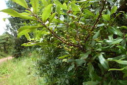 Image of Morella salicifolia (A. Rich.) B. Verdcourt & R. M. Polhill