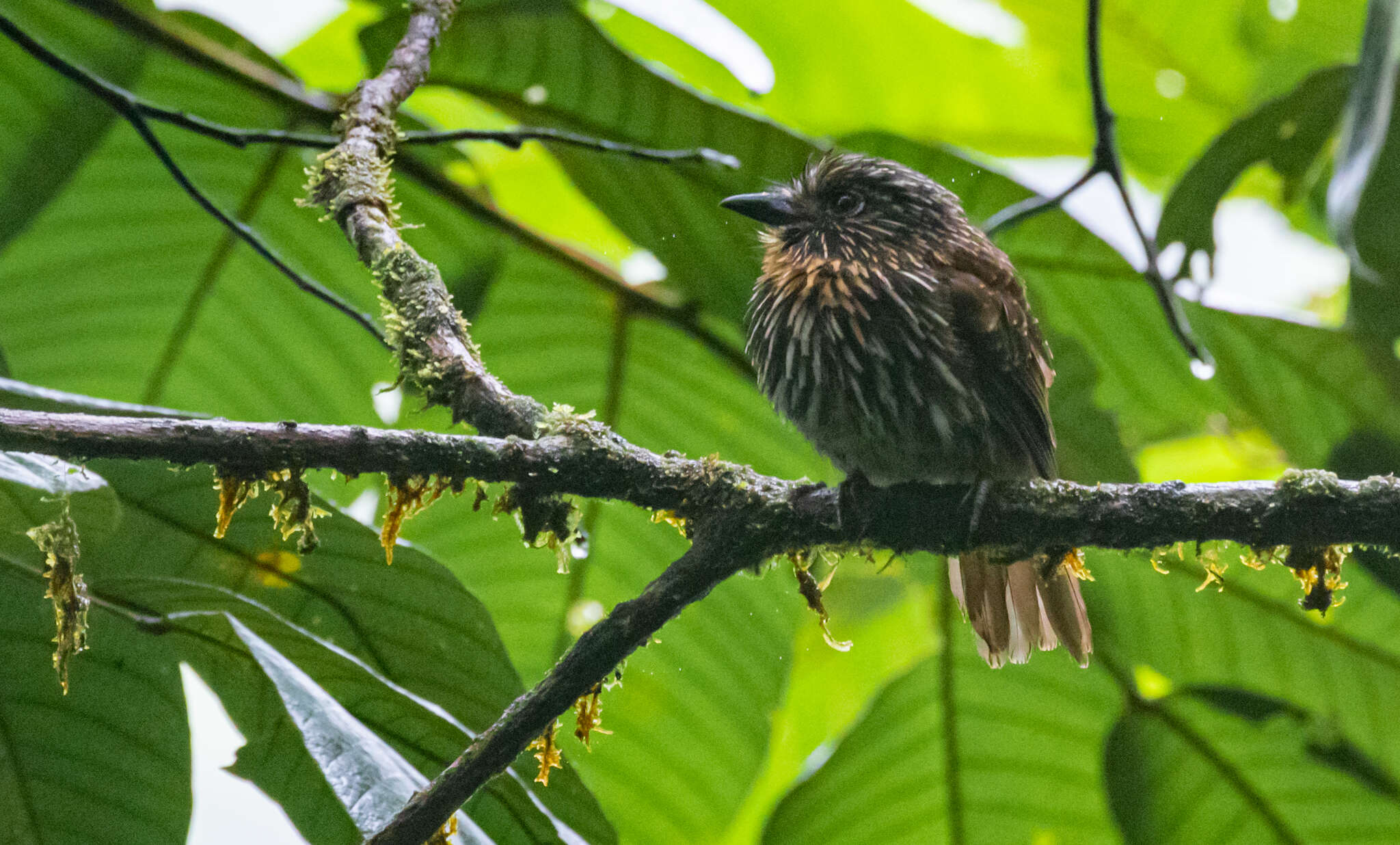 Image of Black-streaked Puffbird