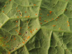Image of <i>Coleosporium inulae</i>