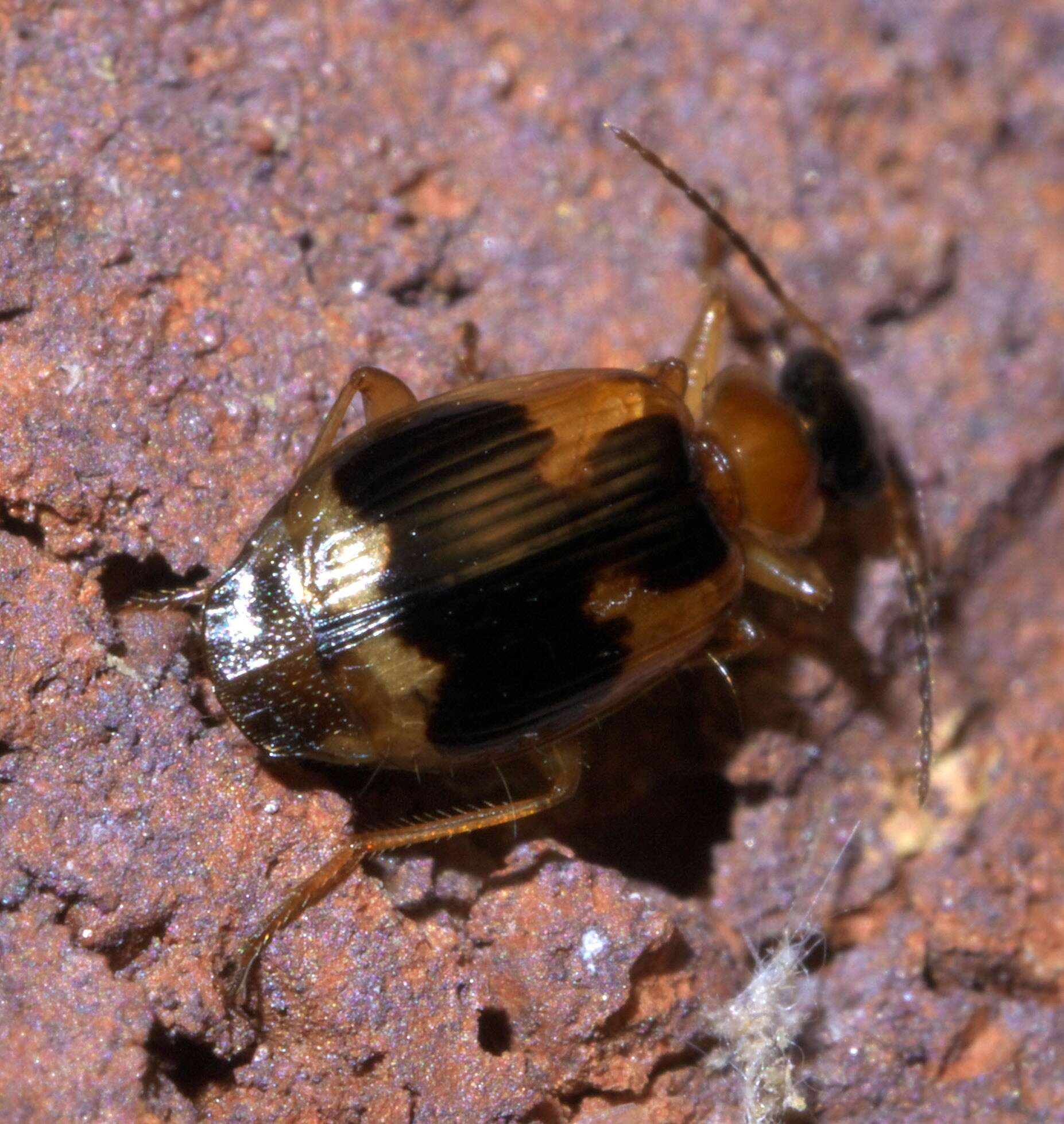 Image of Lebia (Lebia) analis Dejean 1825